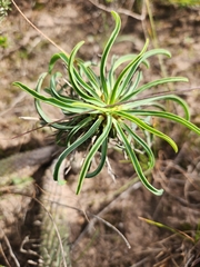Euphorbia clava