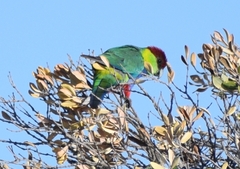 Purpureicephalus spurius