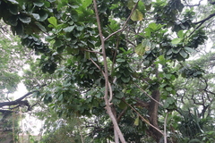 Ficus lyrata