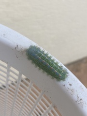 Zygaenoidea