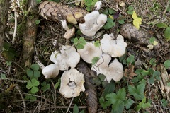 Tricholoma boudieri