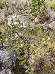 Phylica gnidioides