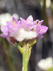 Lachnaea globulifera
