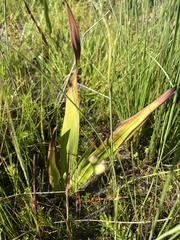 Watsonia tabularis