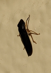 Homalodisca insolita