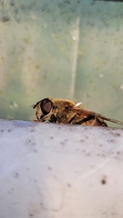 Eristalinae
