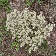 Helichrysum spiralepis