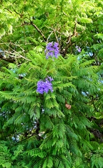 Jacaranda mimosifolia