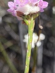 Lachnaea globulifera