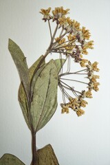 Asclepias ovalifolia