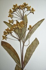 Asclepias ovalifolia
