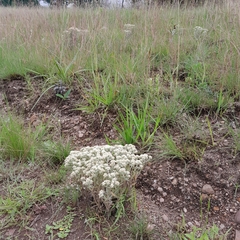Helichrysum spiralepis