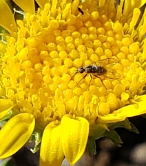 Mythicomyiidae