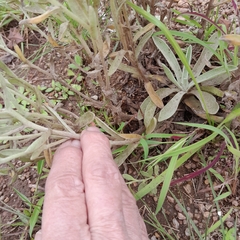 Helichrysum spiralepis