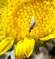 Mythicomyiidae