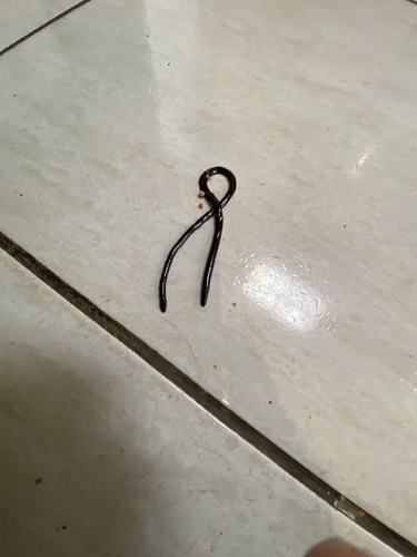 São Paulo Blind Snake