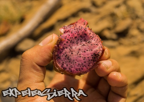 strawberry hedgehog cactus