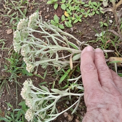 Helichrysum spiralepis