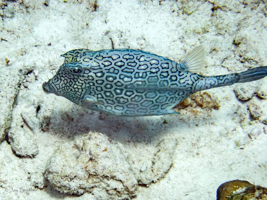 Honeycomb Cowfish