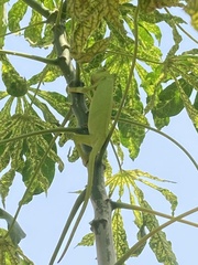 Chamaeleonidae