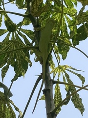 Chamaeleonidae