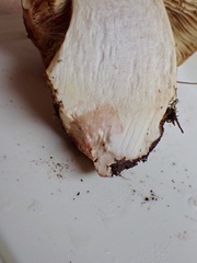 Calonarius elegantior