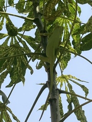 Chamaeleonidae