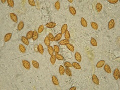 Calonarius elegantior