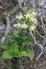 Bonatea speciosa