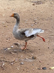 Anser anser domesticus × anser cygnoides domesticus