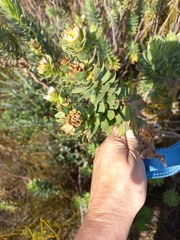 Osmitopsis asteriscoides