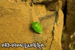 Chinavia marginata