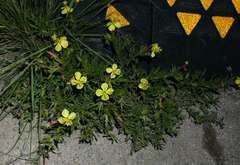 Oenothera laciniata