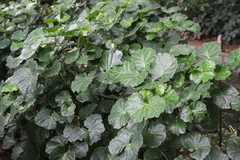 Polyscias balfouriana