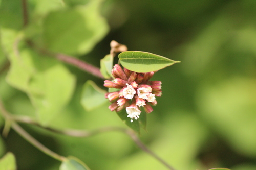 Pisoniella arborescens (Pisoniella arborescens)
