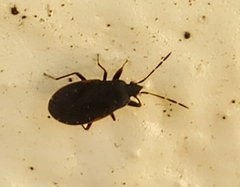 Rhyparochromidae