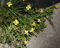 Oenothera laciniata
