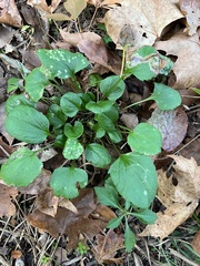Packera obovata