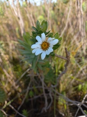Osmitopsis asteriscoides
