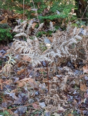 Pteridium aquilinum latiusculum