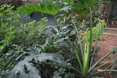 Thaumatophyllum bipinnatifidum