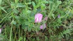 Ononis spinosa procurrens