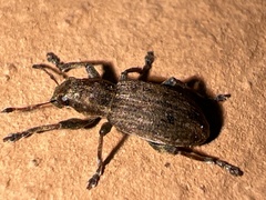 Sitona lineatus