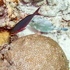 Montastraea cavernosa