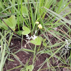 Helichrysum aureonitens