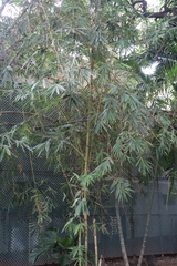 Bambusa vulgaris