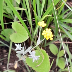 Helichrysum aureonitens