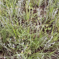 Helichrysum aureonitens