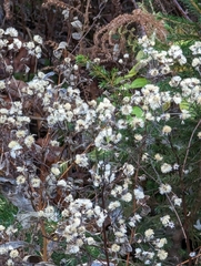 Pseudognaphalium obtusifolium