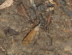 Tipula luna